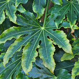 Fatsia Camouflage - Frankton's