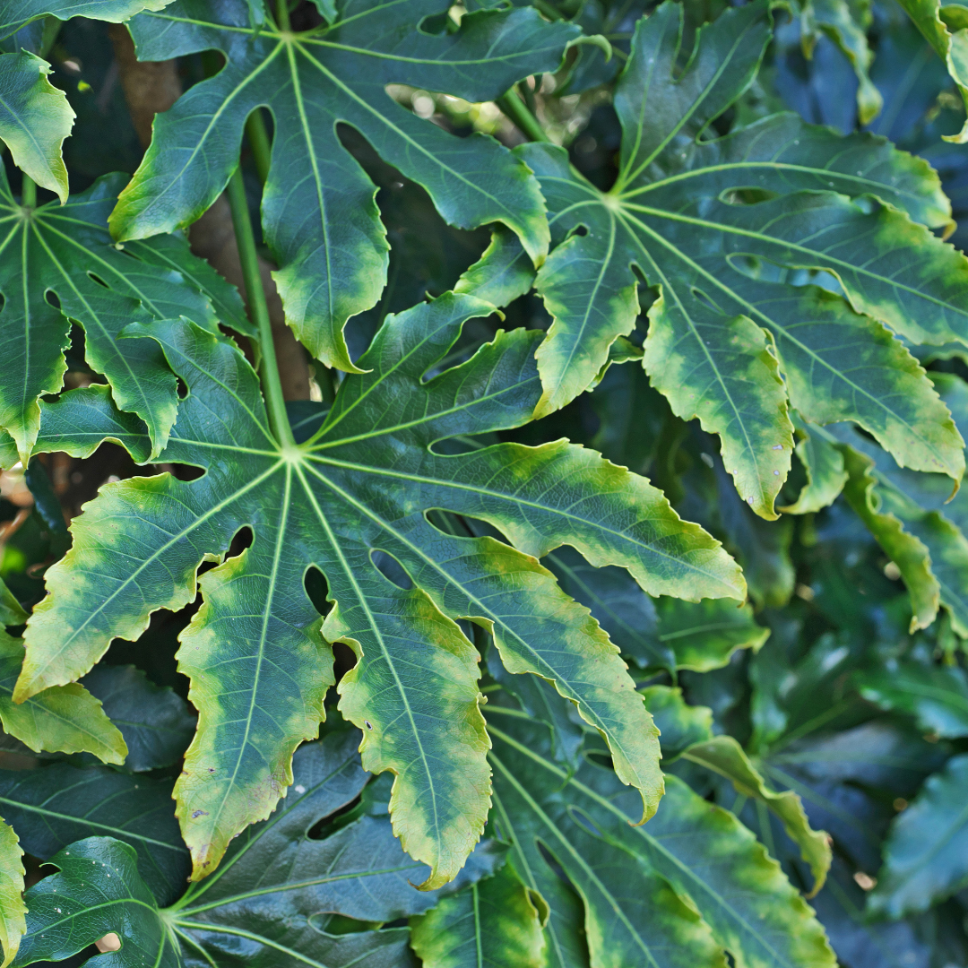Fatsia Camouflage - Frankton's