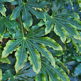 Fatsia Camouflage - Frankton's