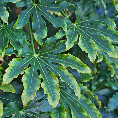 Fatsia Camouflage - Frankton's