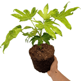 Fatsia Camouflage - Frankton's