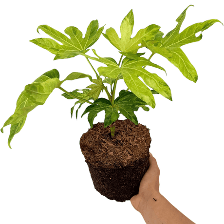 Fatsia Camouflage - Frankton's