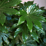 Fatsia Japonica - Frankton's