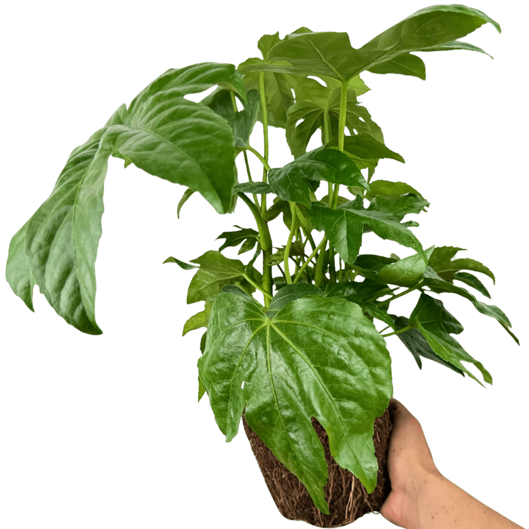 Fatsia Japonica - Frankton's