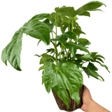 Fatsia Japonica - Frankton's