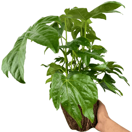 Fatsia Japonica - Frankton's