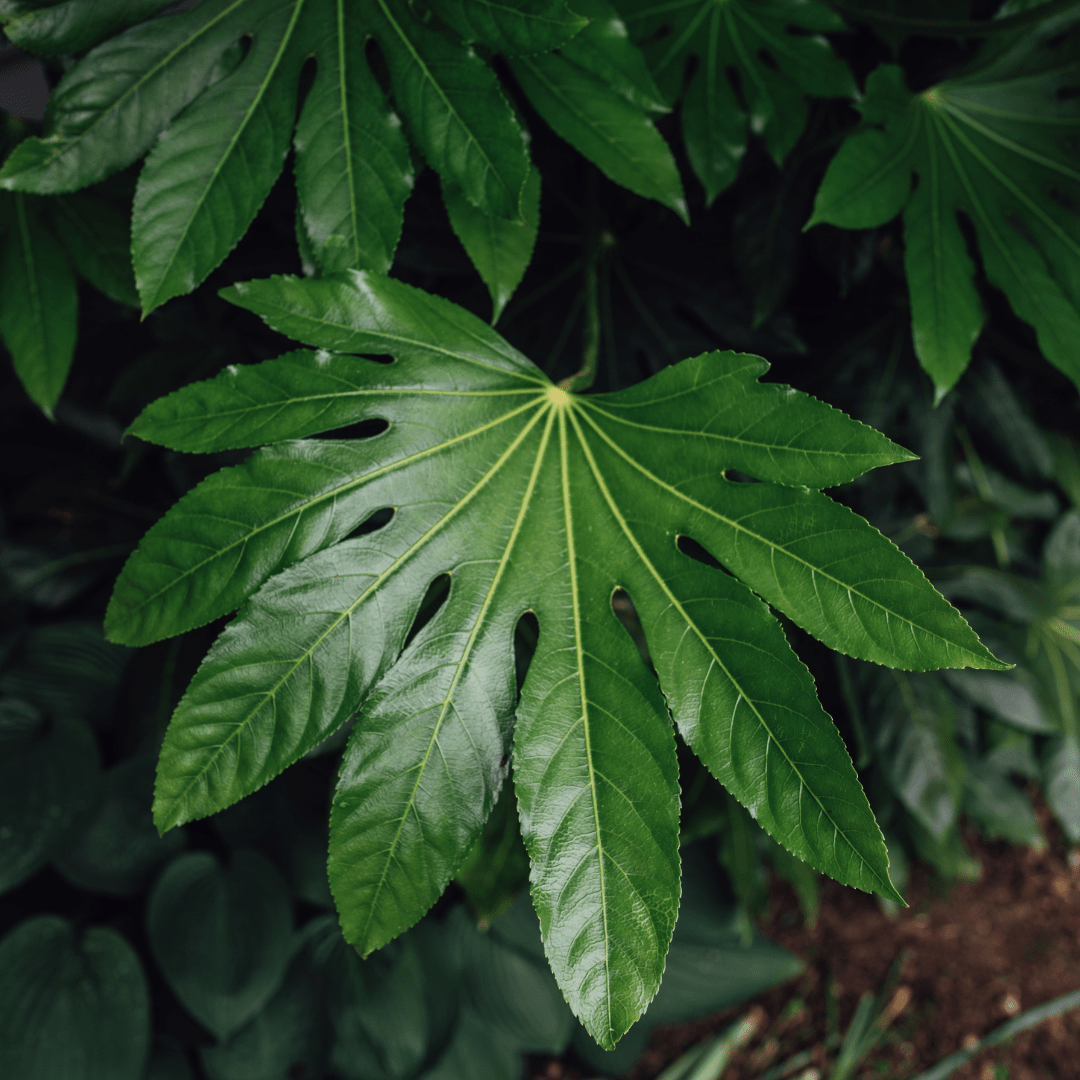 Fatsia Japonica - Frankton's