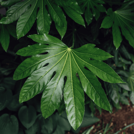 Fatsia Japonica - Frankton's