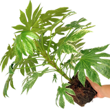 Fatsia Spiders Web - Frankton's