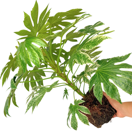 Fatsia Spiders Web - Frankton's