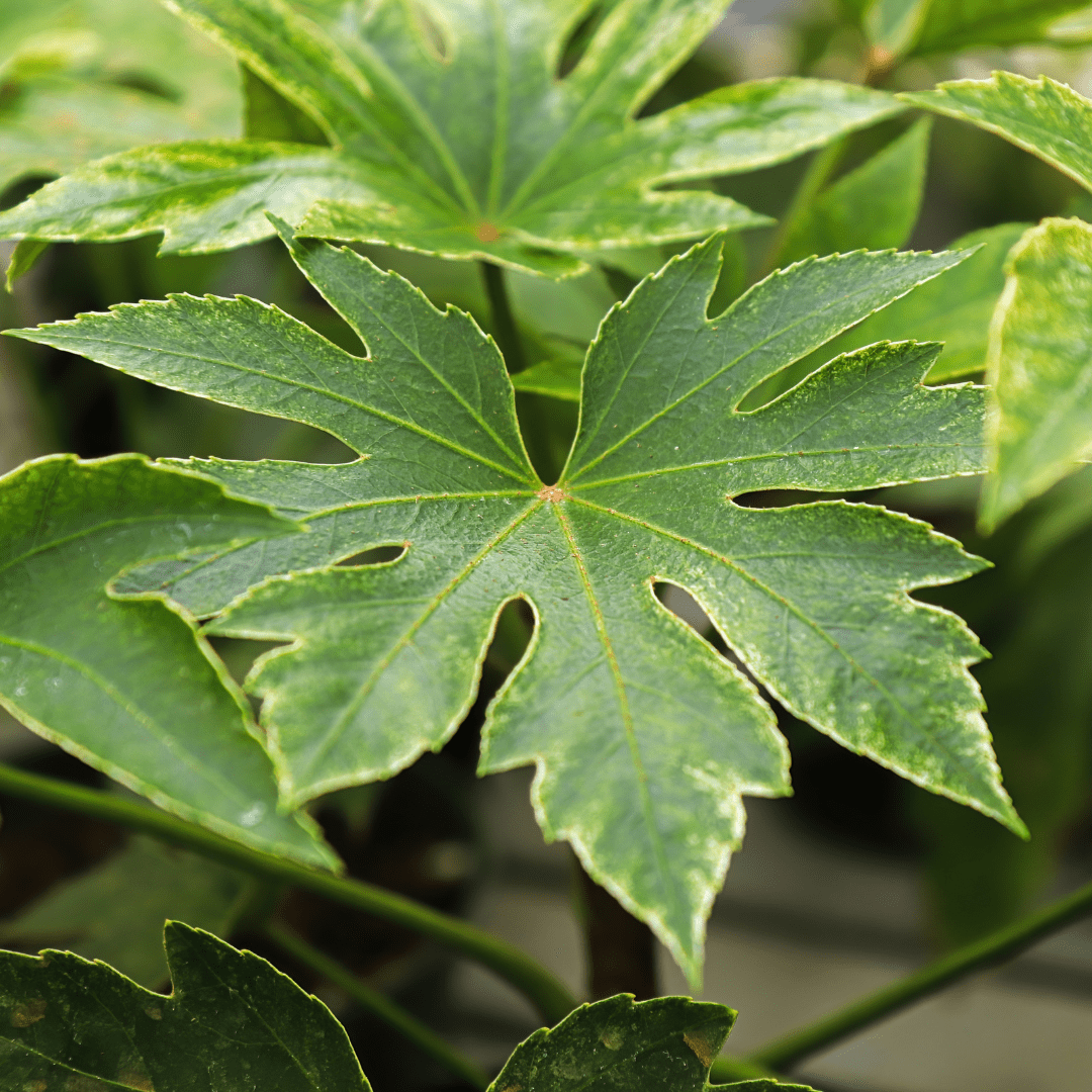 Fatsia Spiders Web - Frankton's