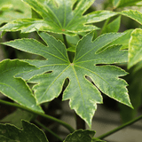 Fatsia Spiders Web - Frankton's