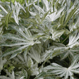 Fatsia Spiders Web - Frankton's