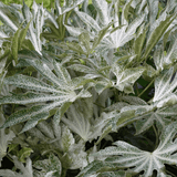 Fatsia Spiders Web - Frankton's