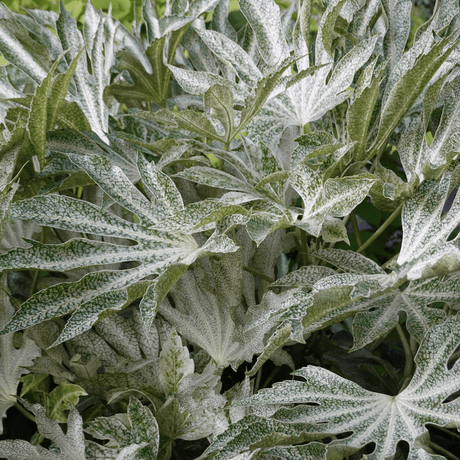 Fatsia Spiders Web - Frankton's