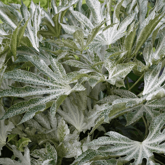 Fatsia Spiders Web - Frankton's