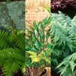 Fern Mix - Shield Fern, Holly Fern, Male Fern - Frankton's