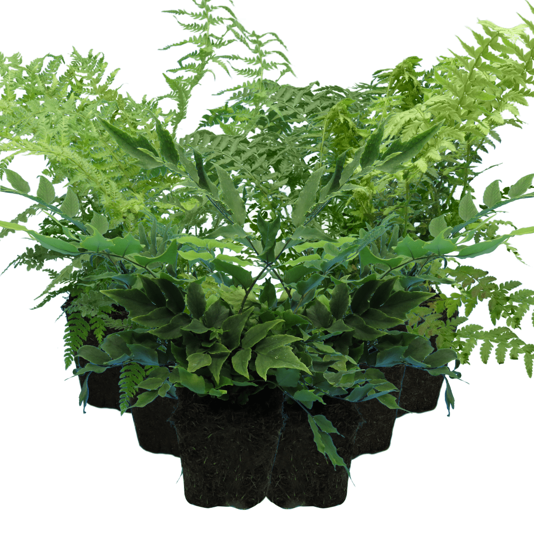 Fern Mix - Shield Fern, Holly Fern, Male Fern - Frankton's