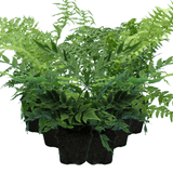 Fern Mix - Shield Fern, Holly Fern, Male Fern - Frankton's
