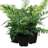 Fern Mix - Shield Fern, Holly Fern, Male Fern - Frankton's