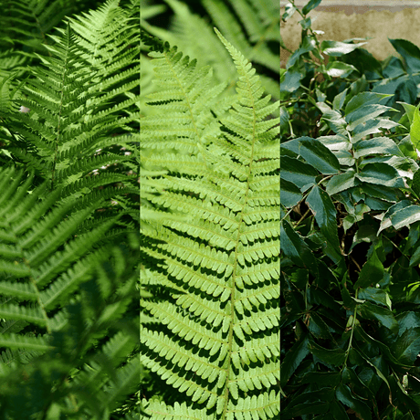 Fern Mix - Shield Fern, Holly Fern, Male Fern - Frankton's