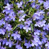 Set of 3 or 6 Large Lobelia Plants - Hot WaterBlue Improved, Ready to Plant in Your Garden