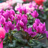 Cyclamen Purple 10.5cm