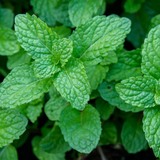Peppermint