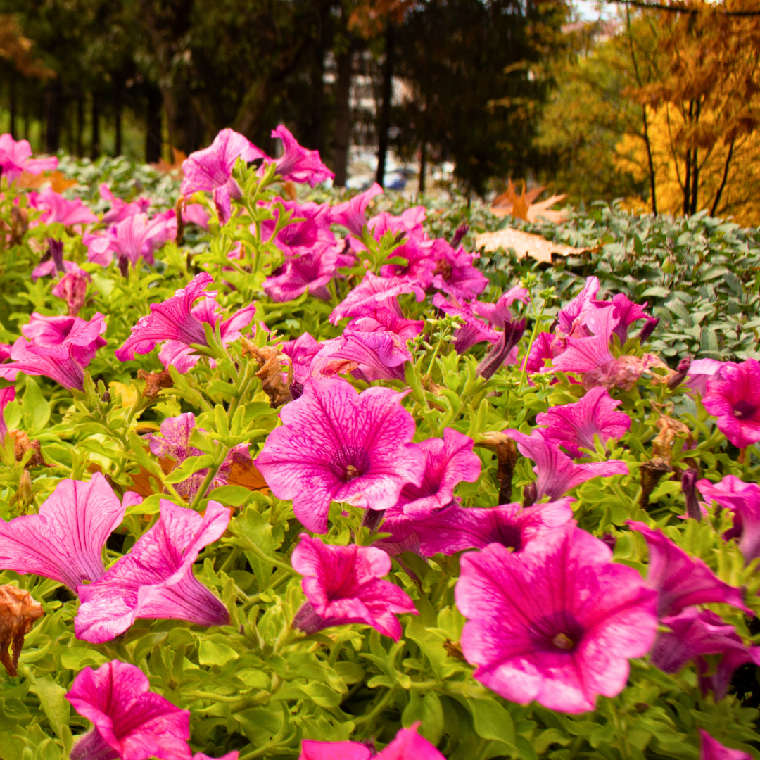 Set of 3 or 6 Large Plants - Petunia Surfinia Hot Pink, Outdoor Garden Ready