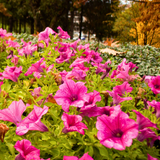Set of 3 or 6 Large Plants - Petunia Surfinia Hot Pink, Outdoor Garden Ready