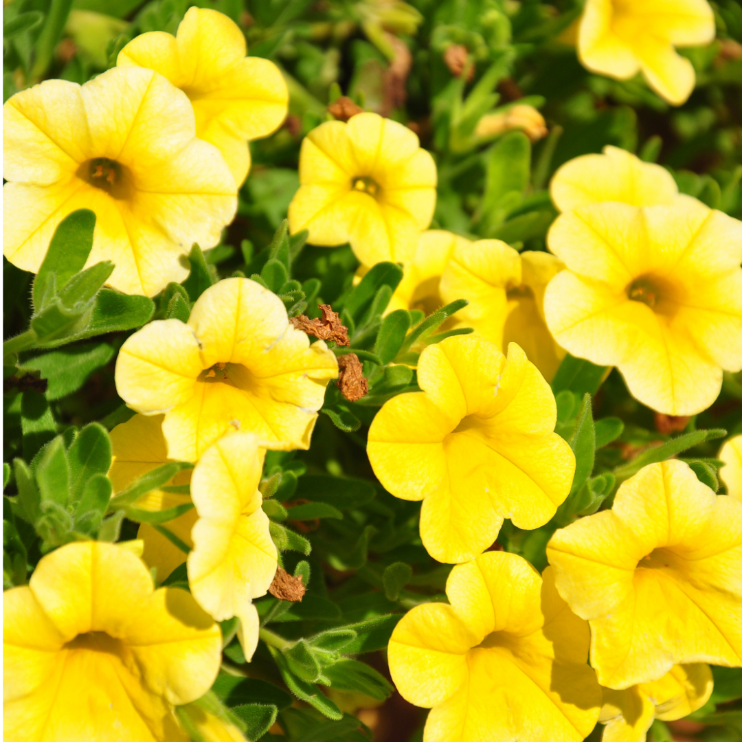 Set of 3 or 6 Large Plants - Calibrachoa Cabaret Pure Yellow, Outdoor Garden Ready