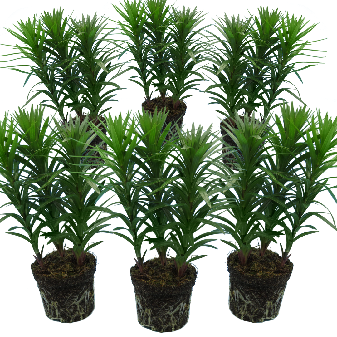 Set of 3 or 6 Large Garden Lily Plants - Asiatic Lily Orange, Ready to Plant in Your Garden