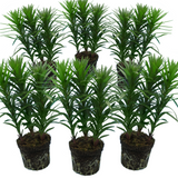 Set of 3 or 6 Large Garden Lily Plants - Asiatic Lily Orange, Ready to Plant in Your Garden
