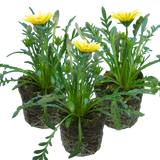 Set of 3 or 6 Large Plants - Gazania Kiss White Improved, Ready to Plant in Your Garden