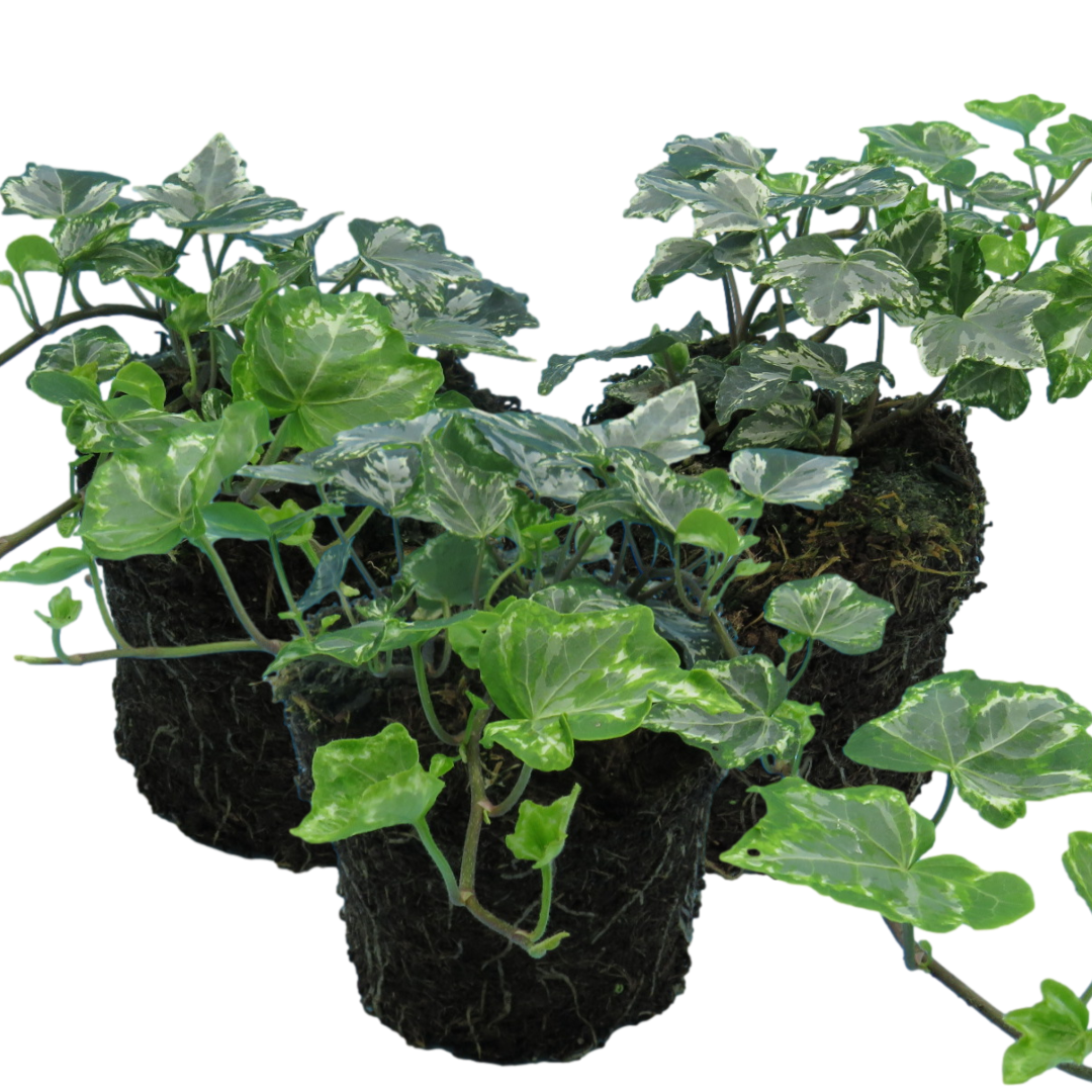 Hedera Helix Silver Variegated