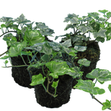 Hedera Helix Silver Variegated