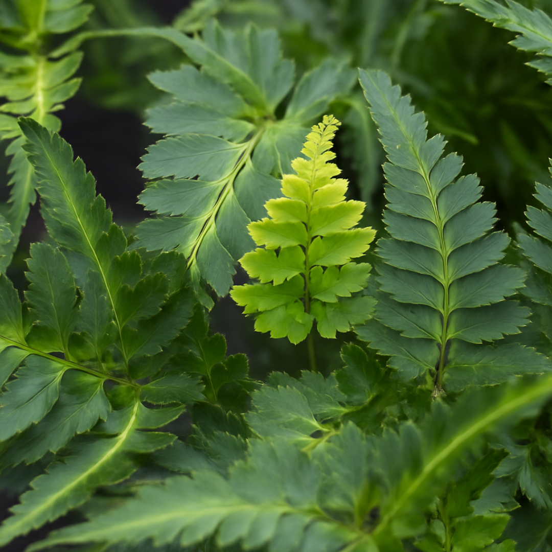 Japanese Painted Fern Athyrium Pictum/Metallicum