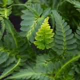 Japanese Painted Fern Athyrium Pictum/Metallicum