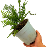 Alpine Wood Fern Dryopteris Wallichiana/Jurassic Gold