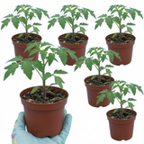 Set of 3 or 6 Large Plants - Tomato Supersteak Variety, Ready to Plant in Your Garden