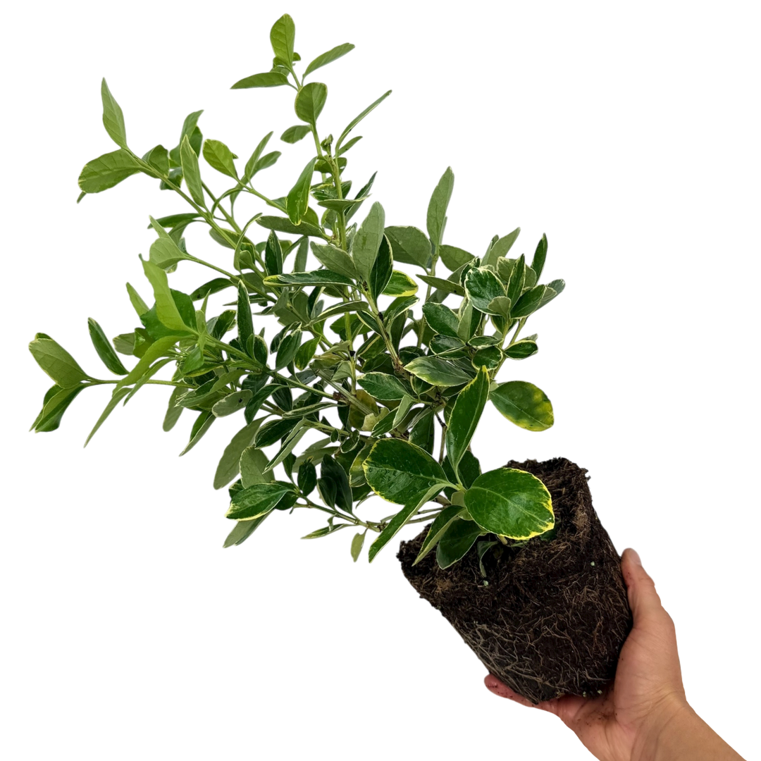 Euonymus Bravo