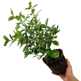 Euonymus Bravo
