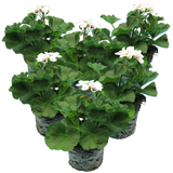 Set of 3 or 6 Large Plants - Pelargonium Toscana Dolce Vita Stella, Ready to Plant in Garden