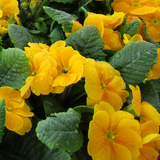 Primrose Orange