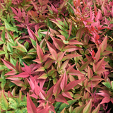 Nandina Obsessed