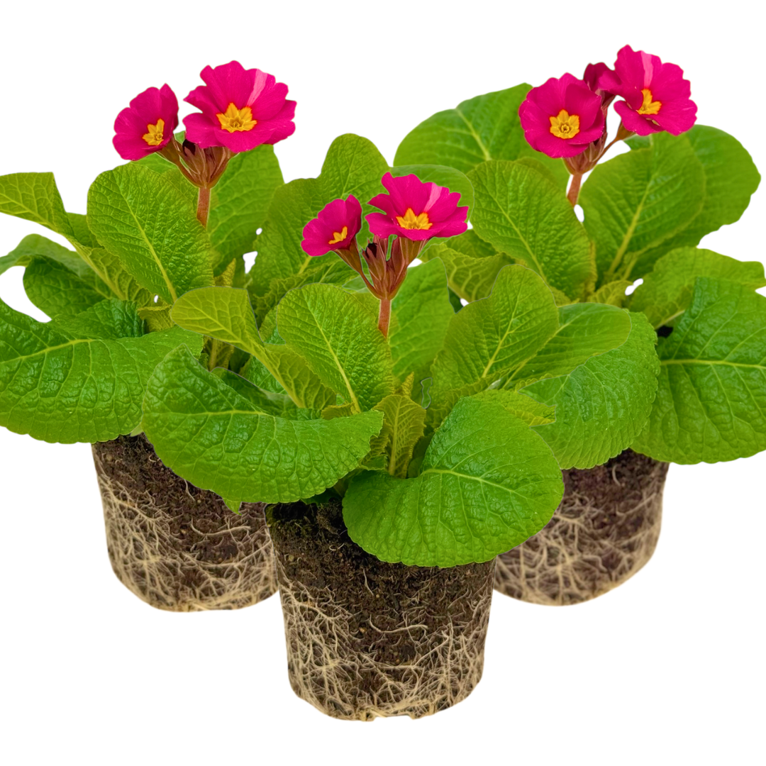 Polyanthus Stella Cherryade