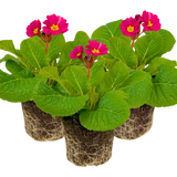 Polyanthus Stella Cherryade