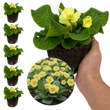 Set of 3 or 6 Large Plants - Primrose Sweet 16, Ready to Plant in Your Garden, 1L Rootballs