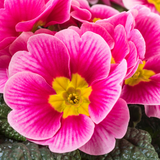 Primrose Appleblossom