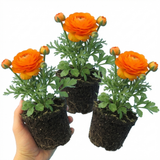 Set of 3 or 6 Large, Outdoor Garden Ready Plants - Rannunculus Vortex Orange, 10.5 cm